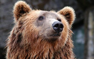 Today Starts a Bear Market As Dow Experiences the Death Cross